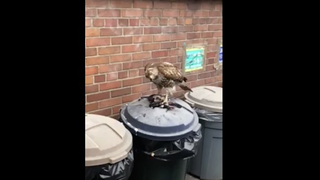 Deadspin Nature Moment: A Hawk Eating A Pigeon On Top Of A Trash Can